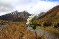 Mount Cook Lily, Arthur's Pass National Park Royalty Free Stock Photo