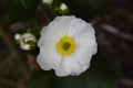 Mount Cook Lily, Arthur's Pass National Park Royalty Free Stock Photo