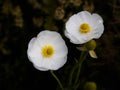 Mount Cook Lily/buttercup Royalty Free Stock Photo