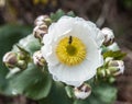 Mount Cook Lily or Buttercup Royalty Free Stock Photo