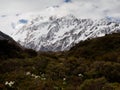 Mount Cook Lily/buttercup and Mt Cook, Valley, New Zealand Royalty Free Stock Photo