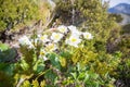 Mount Cook Lily Flowers, Valley, Aoraki Mount Cook Royalty Free Stock Photo