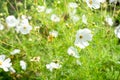 Mount Cook Lily or Mountain Buttercup - Ranunculus Lyallii Royalty Free Stock Photo