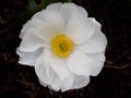 Mount Cook lily Royalty Free Stock Photo