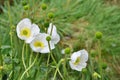 Mount Cook Lily Royalty Free Stock Photo