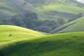 Mount Diablo farmland