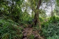 Mount Elgon run by Uganda Wildlife Authority.