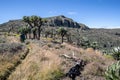 The biodiversity of Mount Elgon run by Uganda Wildlife Authority.