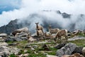 Mount Evans Sheep