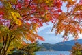 Mount fuji in autumn at Kawaguchiko Royalty Free Stock Photo