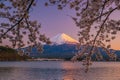 Mount Fuji with Cherry Blossom sakura, view from Lake Kawaguchiko Royalty Free Stock Photo