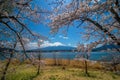 Mount Fuji with Cherry Blossom sakura, view from Lake Kawaguchiko Royalty Free Stock Photo