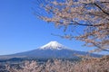 Mount Fuji and cherry blossoms at Arakurayama Sengen Park Royalty Free Stock Photo