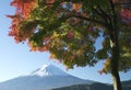 Mount Fuji in Fall V Royalty Free Stock Photo