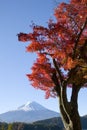 Mount Fuji in Fall VIII Royalty Free Stock Photo