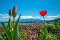 Mount Fuji with flowers, view from Lake Kawaguchiko Royalty Free Stock Photo