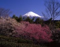 Mount Fuji IV