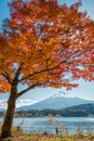 Mount Fuji with maple tree Royalty Free Stock Photo