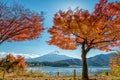 Mount Fuji with maple tree Royalty Free Stock Photo