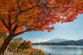Mount Fuji with maple tree Royalty Free Stock Photo