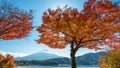 Mount Fuji with maple tree Royalty Free Stock Photo