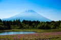 Mount Fuji and Shibasakura