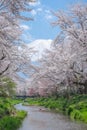 Mount Fuji from Oshino Hakkai with cherry blossom full bloom Royalty Free Stock Photo