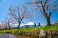 Mount Fuji, sakura trees and streams During the day with a clear sky in a rural area in Yamanashi prefecture