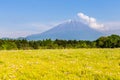 Mount Fuji san in clear day with green grass in foreground Royalty Free Stock Photo