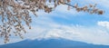 Mount Fuji with snow capped, blue sky and beautiful Cherry Blossom or pink Sakura flower tree in Spring Season at Lake kawaguchiko Royalty Free Stock Photo