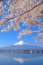 Mount Fuji with snow capped, blue sky and beautiful Cherry Blossom or pink Sakura flower tree in Spring Season at Lake kawaguchiko Royalty Free Stock Photo