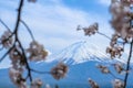 Mount Fuji with snow capped, blue sky and beautiful Cherry Blossom or pink Sakura flower tree in Spring Season at Lake kawaguchiko Royalty Free Stock Photo