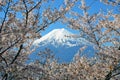 Mount Fuji with snow and cherry blossoms Royalty Free Stock Photo