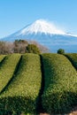 Mount Fuji with snow and green tea plantation in Yamamoto, Fujinomiya city, Japan Royalty Free Stock Photo
