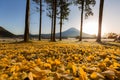 Mount Fuji Sunrise Royalty Free Stock Photo