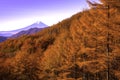 Mount Fuji and the trees turns yellow in autumn Royalty Free Stock Photo