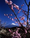 Mount Fuji VI