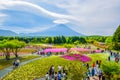 Mount Fuji view behind colorful flower field at Fuji Shibazakura Festival