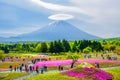 Mount Fuji view behind colorful flower field at Fuji Shibazakura Festival