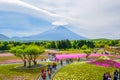 Mount Fuji view behind colorful flower field at Fuji Shibazakura Festival