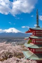 Mount Fuji viewed from behind Chureito Pagoda in full bloom cherry blossoms