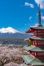 Mount Fuji viewed from behind Chureito Pagoda in full bloom cherry blossoms Royalty Free Stock Photo