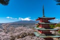 Mount Fuji viewed from behind Chureito Pagoda in full bloom cherry blossoms Royalty Free Stock Photo