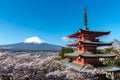 Mount Fuji viewed from behind Chureito Pagoda in full bloom cherry blossoms Royalty Free Stock Photo