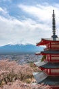 Mount Fuji viewed from behind Chureito Pagoda in full bloom cherry blossoms Royalty Free Stock Photo