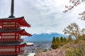 Mount Fuji viewed from behind Chureito Pagoda in full bloom cherry blossoms Royalty Free Stock Photo