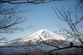 Mount Fuji in spring, Snow capped mountain, Cherry Tree and clear blue sky Royalty Free Stock Photo