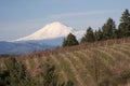 Mount Hood from Hood River