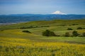 Mount Hood and spring flowers Royalty Free Stock Photo