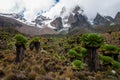 Mount Kenya with Giant Grounsels Royalty Free Stock Photo